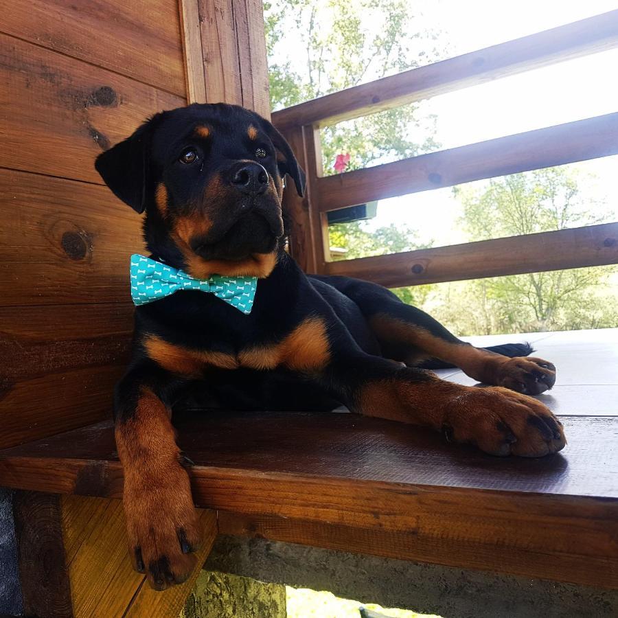Drinska Laguna Banja Koviljača Buitenkant foto